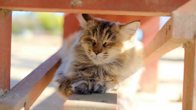 Cat bench closed eyes tilt free wallpaper for desktop - medium preview image