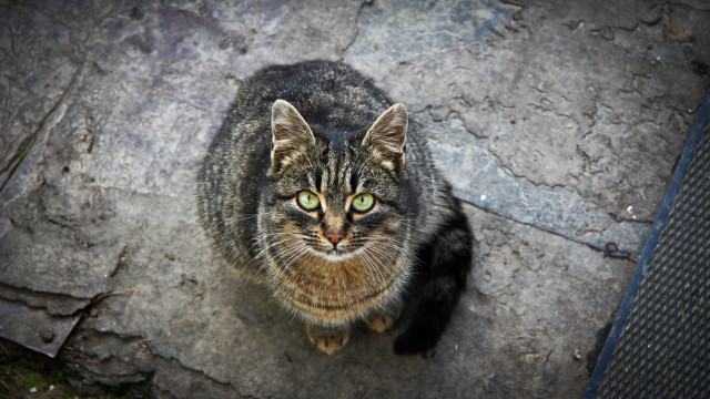 Cat rock green eyes neoplasticism free wallpaper for desktop - medium preview image