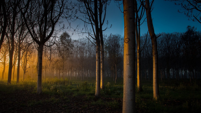 Bamboo forest sunset fog nature free wallpaper for desktop - medium preview image