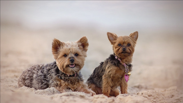 Small dogs beach brown black free wallpaper for desktop - medium preview image
