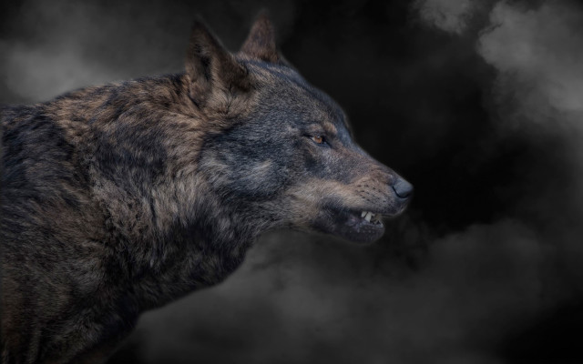 Black brown wolf smoke gothic free wallpaper for desktop - medium preview image