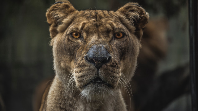 Lion closeup portrait animal focus free wallpaper for desktop - medium preview image