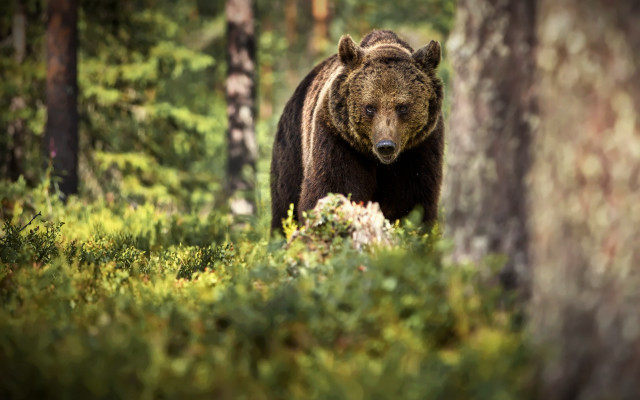 Bear forest wildlife blurry nature free wallpaper for desktop - medium preview image