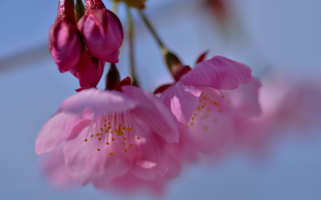 Pink flower closeup blue sky free wallpaper for desktop - medium preview image