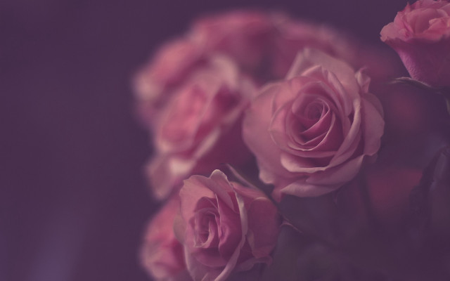 Pink roses vase purple black free wallpaper for desktop - medium preview image