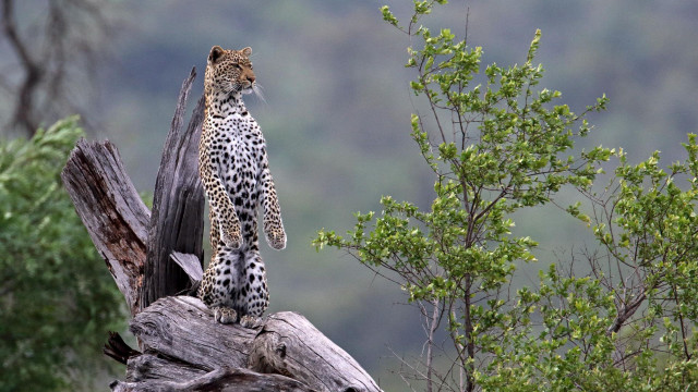 Leopard standing on tree branch free wallpaper for desktop - medium preview image