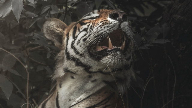 Tiger growling dark open mouth free wallpaper for desktop - medium preview image