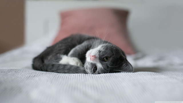 Cat bed pinkpillow blurry depthoffield free wallpaper for desktop - medium preview image