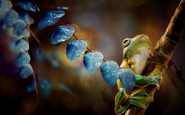 Frog branch water droplets photorealistic free wallpaper for desktop - medium preview image