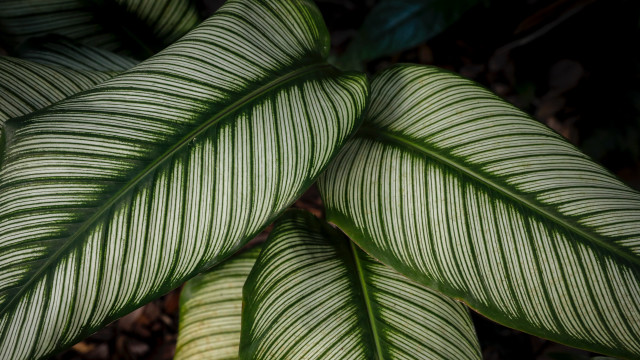 Green leaf macro photorealism bodysuit free wallpaper for desktop - medium preview image
