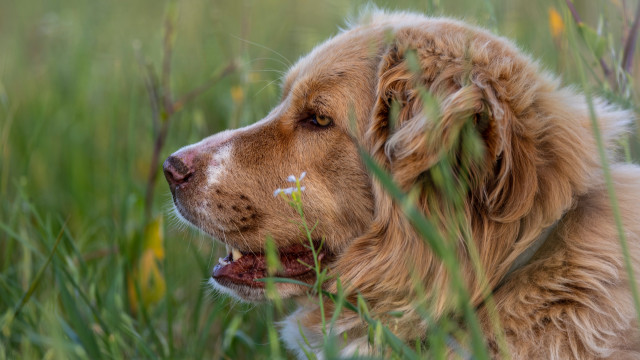 Dog tallgrass lookingup openmouth nature free wallpaper for desktop - medium preview image