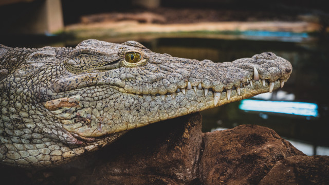 Crocodile head closeup water rocks free wallpaper for desktop - medium preview image