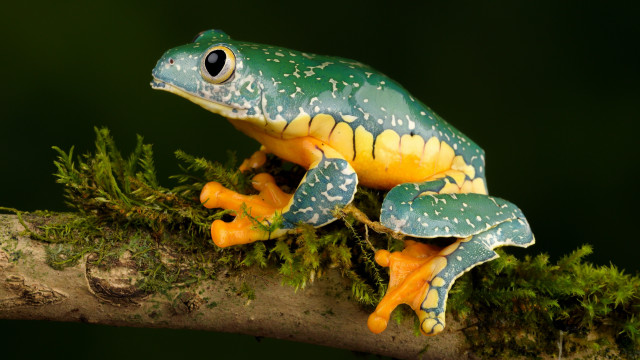 Frog yellow green spotted branch free wallpaper for desktop - medium preview image