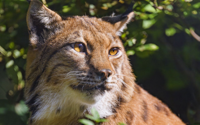 Cat yellow eye blurry foreground free wallpaper for desktop - medium preview image