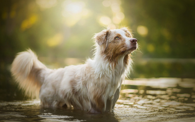 Dog water looking up bokeh free wallpaper for desktop - medium preview image