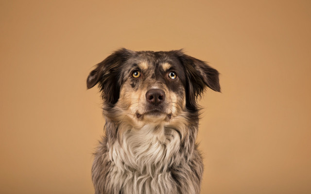 Dog sad serious portrait gradient free wallpaper for desktop - medium preview image
