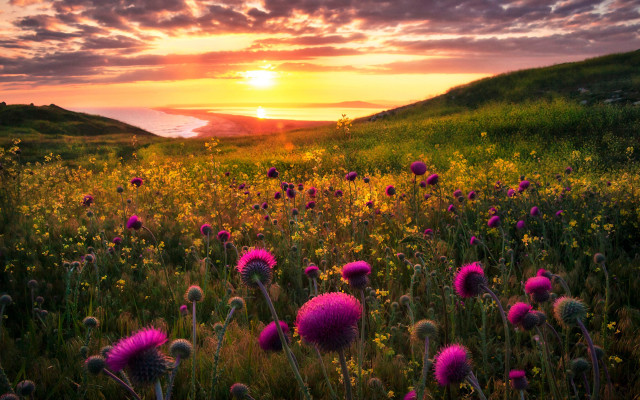 Flower field sunset lake mountains free wallpaper for desktop - medium preview image