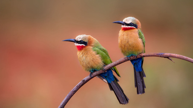 Colorful birds branch wildlife sword free wallpaper for desktop - medium preview image