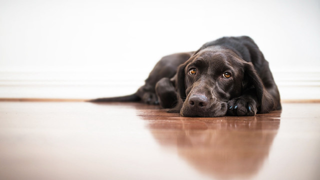 Sad dog laying floor photorealism free wallpaper for desktop - medium preview image