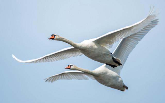 White swans flying sky naturalisme free wallpaper for desktop - medium preview image