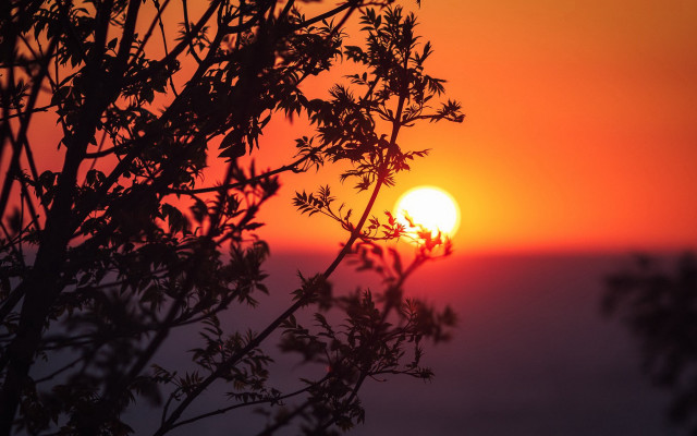 Sunset tree branch hazy sky free wallpaper for desktop - medium preview image