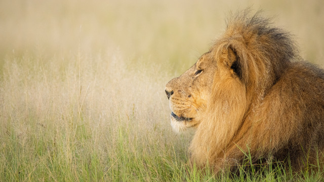 Lion tallgrass wildlife portrait naturalism free wallpaper for desktop - medium preview image