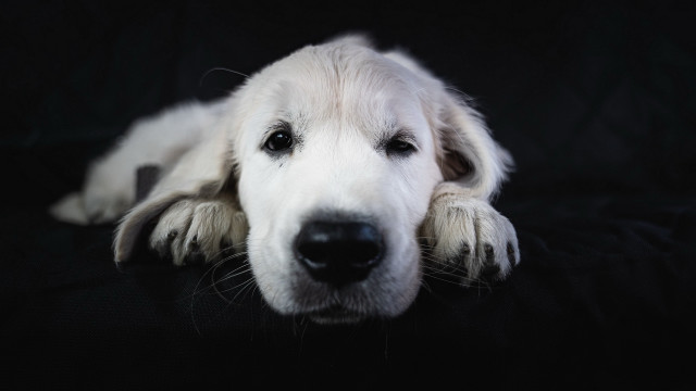 White dog black couch shiba free wallpaper for desktop - medium preview image