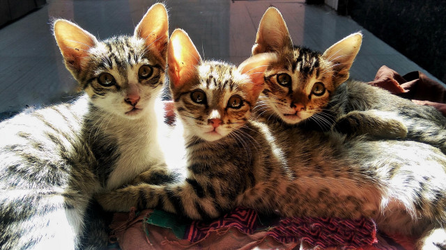 Three kittens curious blanket realistic free wallpaper for desktop - medium preview image