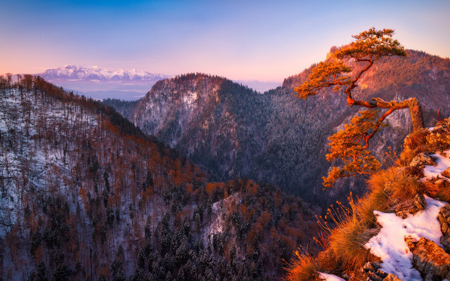 Mountain tree autumn leaves fire free wallpaper for desktop - medium preview image