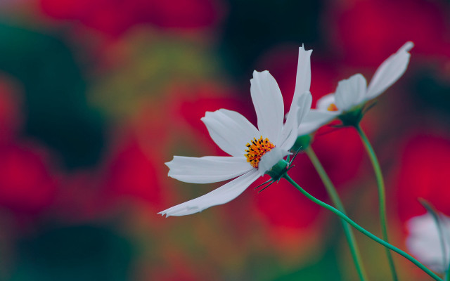 Lotus flower vivid macro blurry free wallpaper for desktop - medium preview image