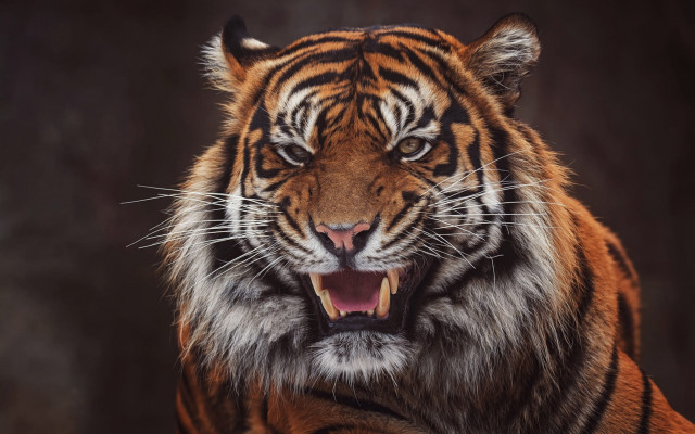 Tiger open mouth photorealistic wildlife free wallpaper for desktop - medium preview image