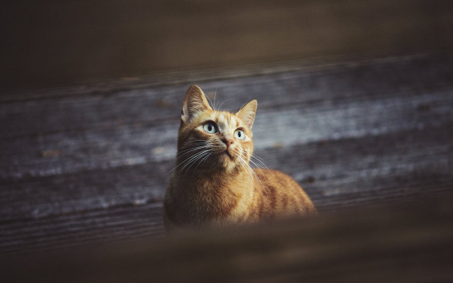 Sad cat on bench looking free wallpaper for desktop - medium preview image