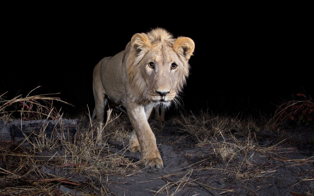 Lion walking dark area grass free wallpaper for desktop - medium preview image