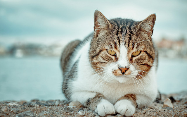 Cat beach water buildings closeup free wallpaper for desktop - medium preview image