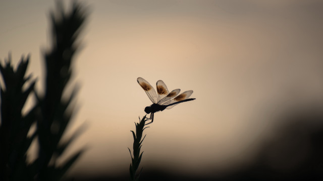 Dragonfly plant sky clouds macro free wallpaper for desktop - medium preview image