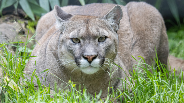 Mountain lion grass sad portrait free wallpaper for desktop - medium preview image