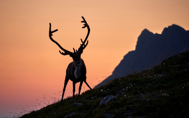 Deer hill antlers sunset cloud free wallpaper for desktop - medium preview image
