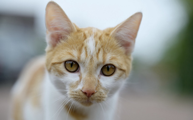 White cat yellow nose animal free wallpaper for desktop - medium preview image