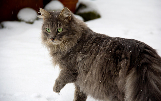 Cat green eyes snow walking free wallpaper for desktop - medium preview image