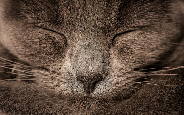 Cat face closed eyes black free wallpaper for desktop - medium preview image