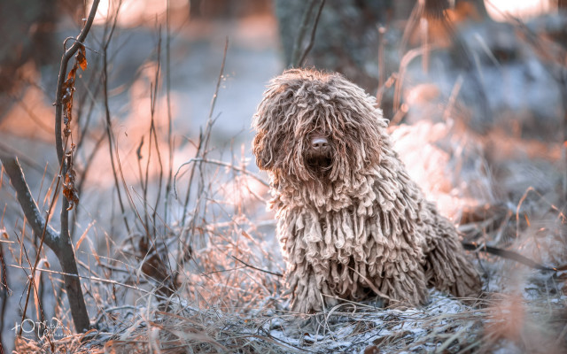 Shaggy dog forest blurry background free wallpaper for desktop - medium preview image