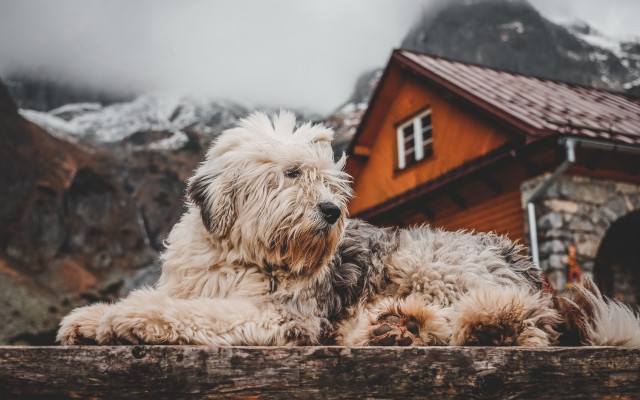 Shaggy dog fence house mountains free wallpaper for desktop - medium preview image