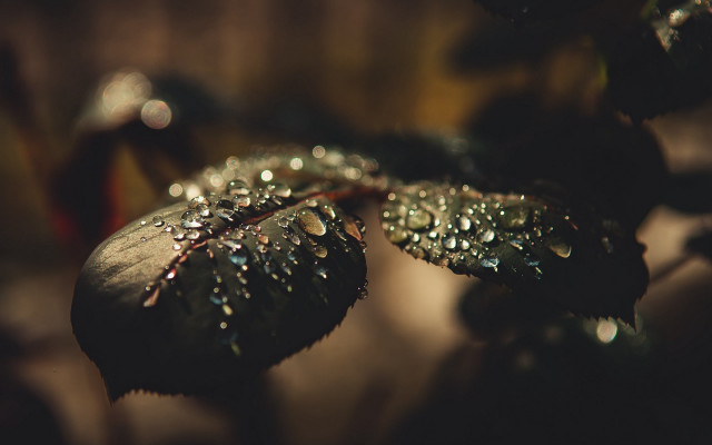 Leaf water droplets macro bokeh #2 free wallpaper for desktop - medium preview image
