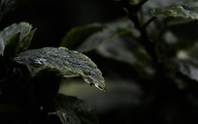 Leaf water droplets macro shallow free wallpaper for desktop - medium preview image