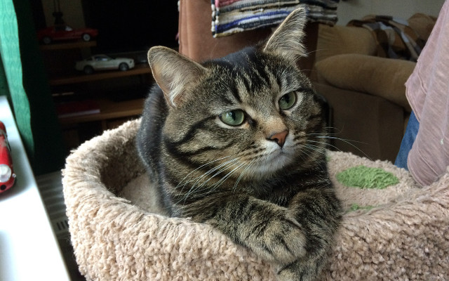 Cat bed couch livingroom christmas free wallpaper for desktop - medium preview image