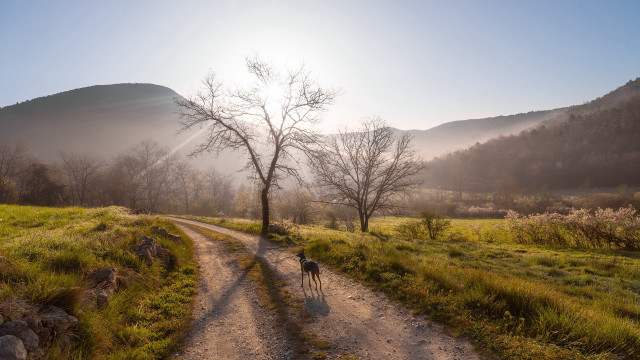 Dog walking dirt road tree free wallpaper for desktop - medium preview image