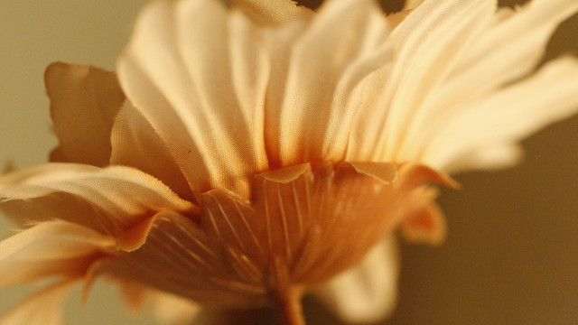 Flower closeup blurry background macro #9 free wallpaper for desktop - medium preview image