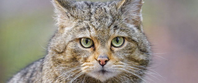 Cat green eyes closeup grassy free wallpaper for desktop - medium preview image