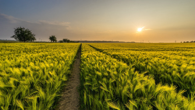Green field dirt path sunset free wallpaper for desktop - medium preview image