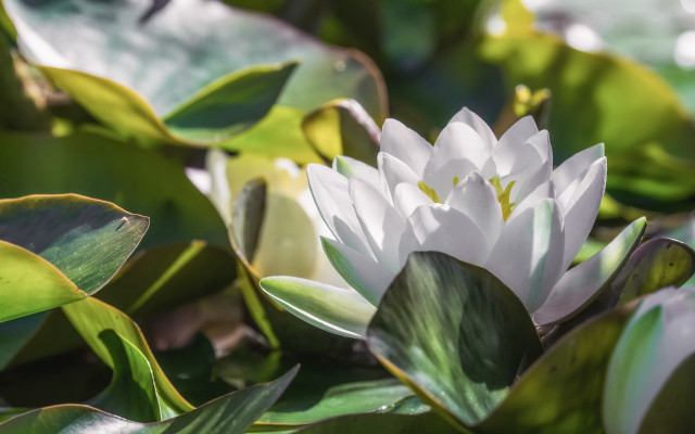 White flower green leaves pond free wallpaper for desktop - medium preview image